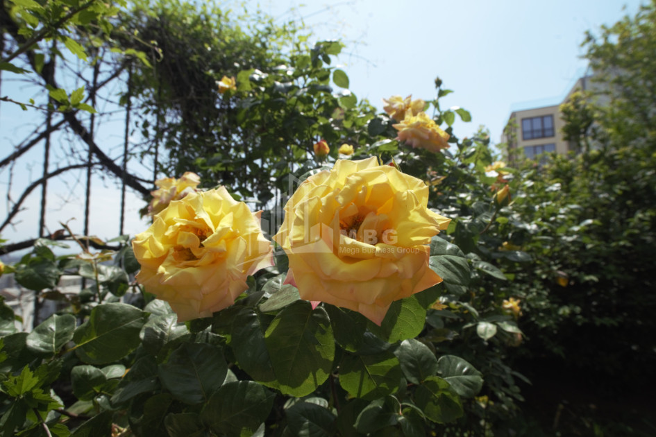 For Rent Building Commercial, in Mtatsminda