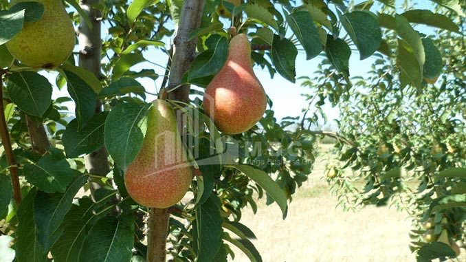 იყიდება ხეხილის ბაღი მიწის ნაკვეთი, ბაკურციხე