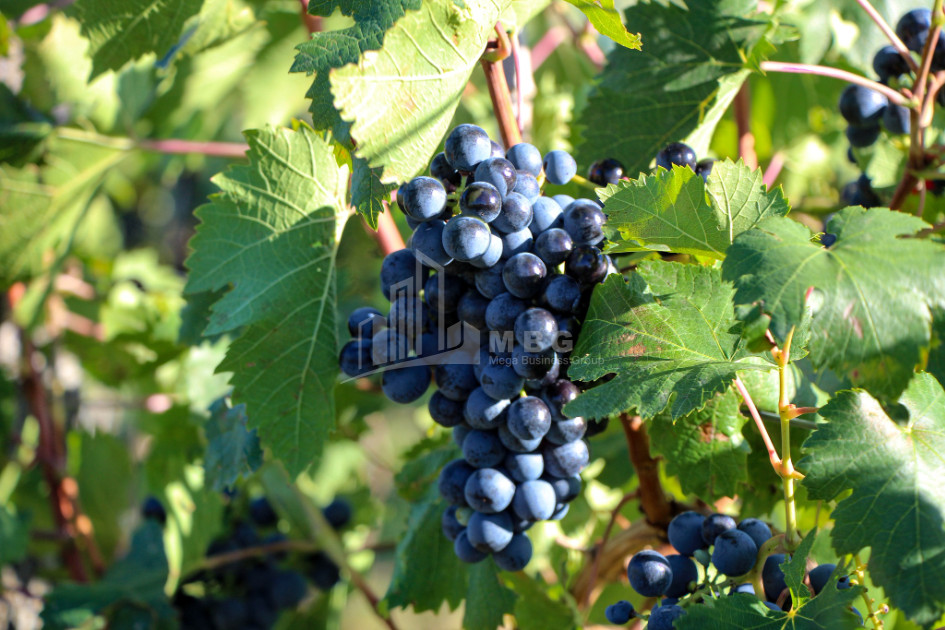 იყიდება კომერციული ფართი დოესი კასპი შიდა ქართლი