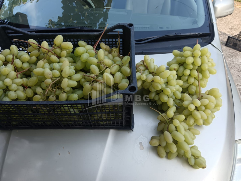 For Sale Land, Nosiri, Senaki, Samegrelo