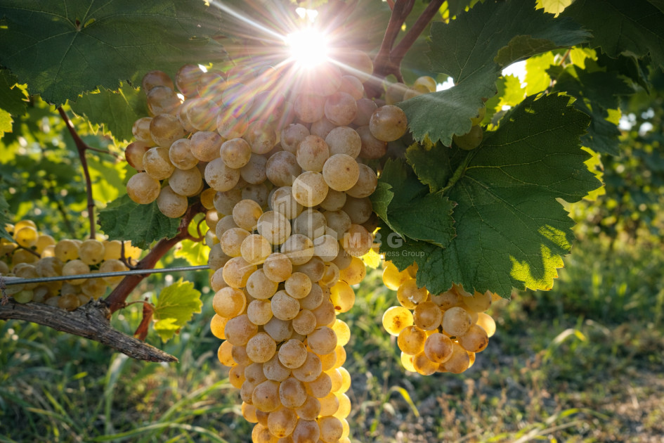 For Sale Vineyard - Chateau Land In Melani, Gurjaani