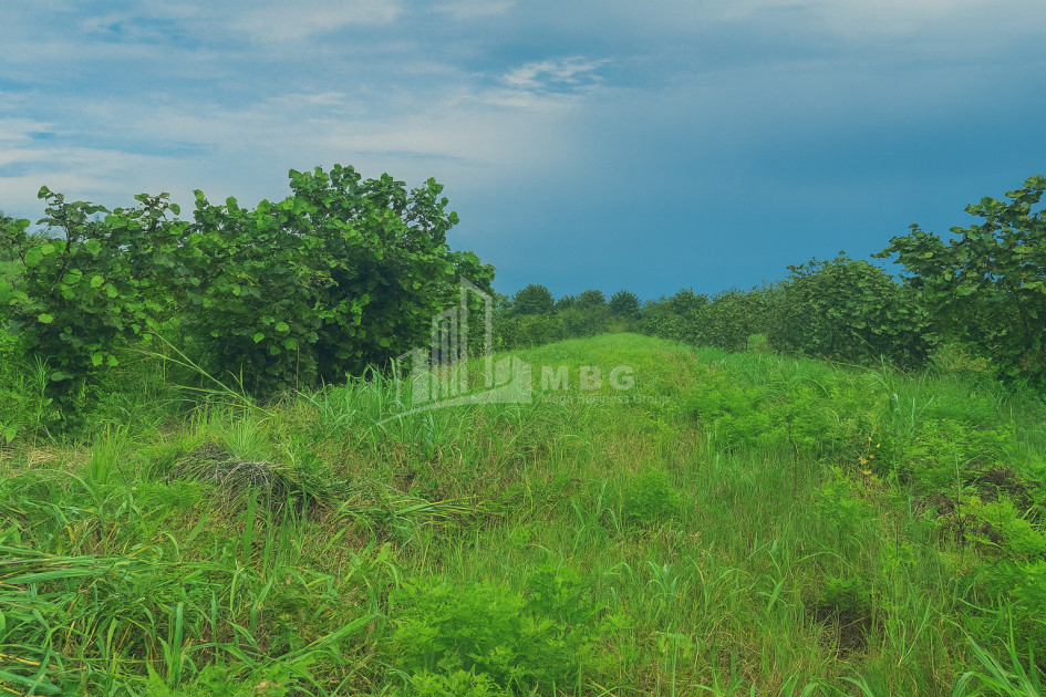 For Sale Land Kvemo Shukhuti Lanchkhuti Municipalities of Guria