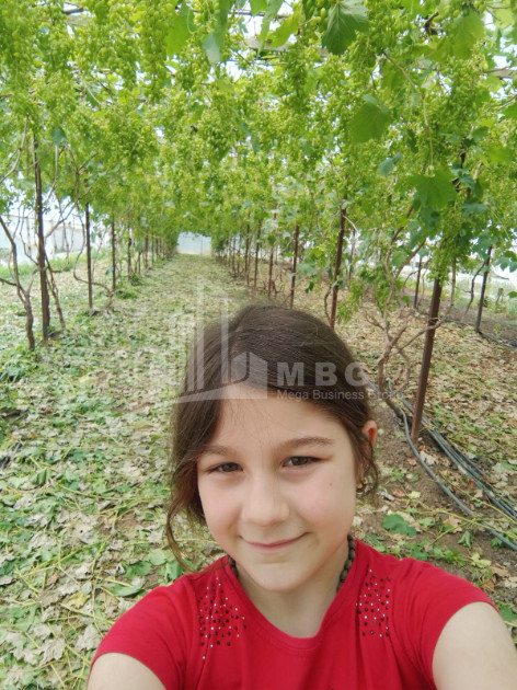 For Sale Land, Nosiri, Senaki, Samegrelo