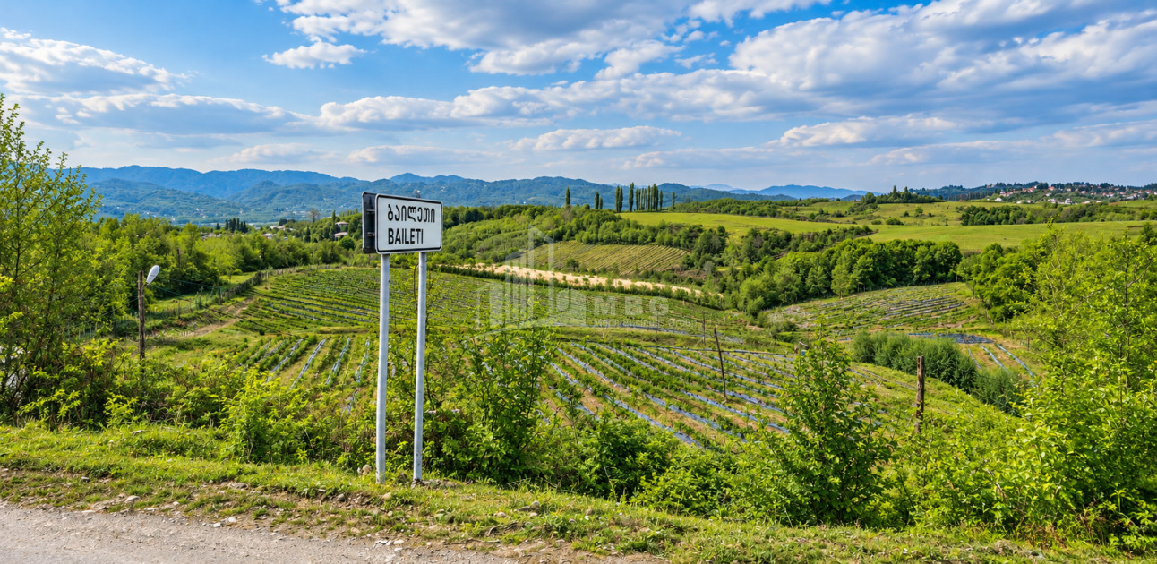 For Sale Blueberry orchard Land In Baileti, Ozurgeti
