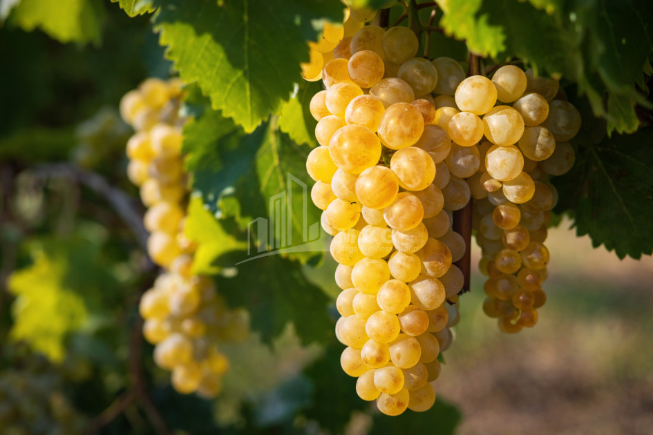 For Sale Vineyard - Chateau Land In Melani, Gurjaani