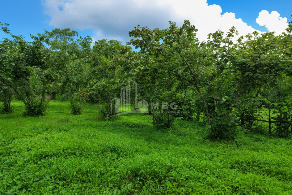 For Sale Land Chibati village Lanchkhuti Municipalities of Guria