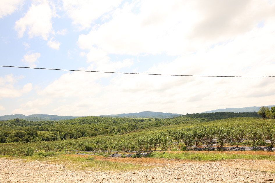 For Sale Orchards Land In Senaki