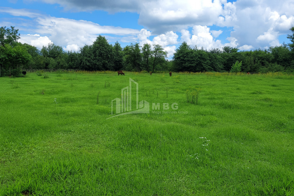 For Sale Land Chibati village Lanchkhuti Municipalities of Guria