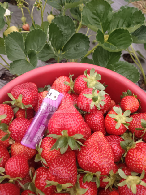 For Sale Land, Nosiri, Senaki, Samegrelo