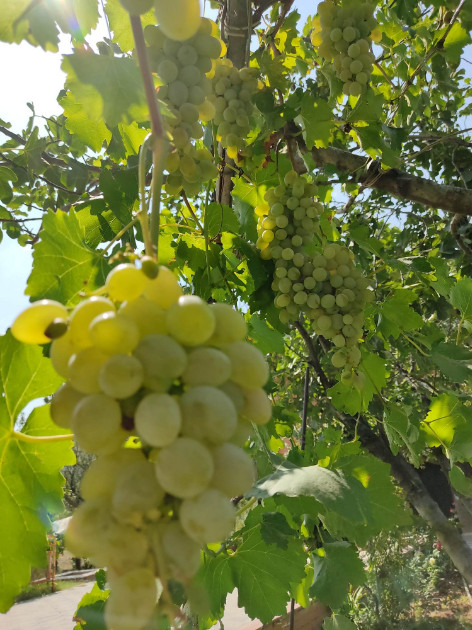 იყიდება სამოსახლო მიწის ნაკვეთი, მუხიანის დაჩები