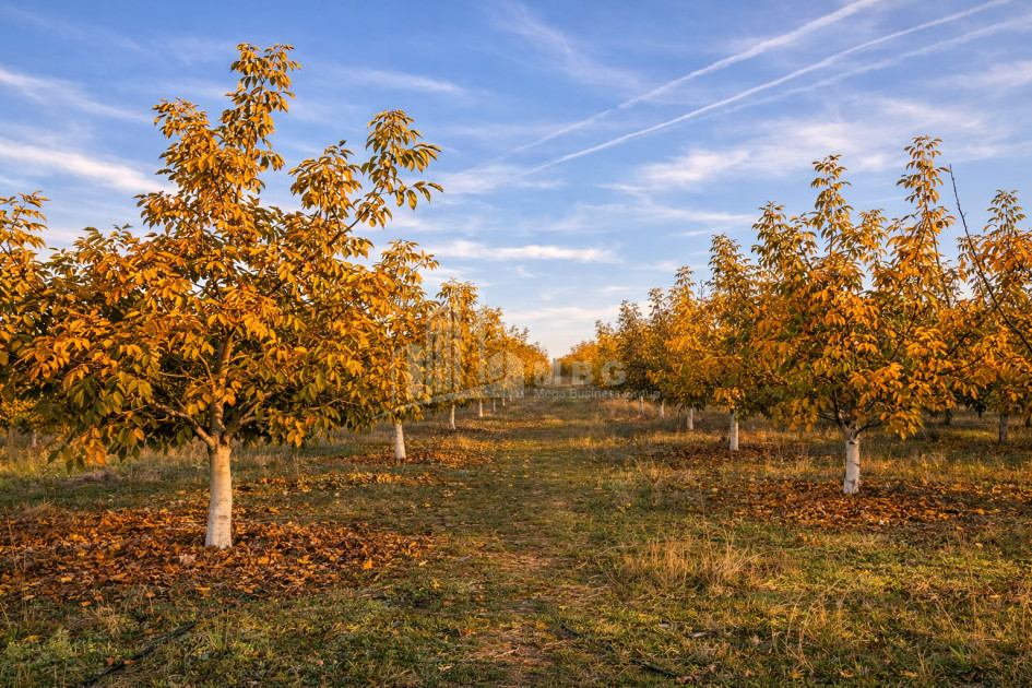 Продается Ореховый сад Земля В Мелани, Гурджаани