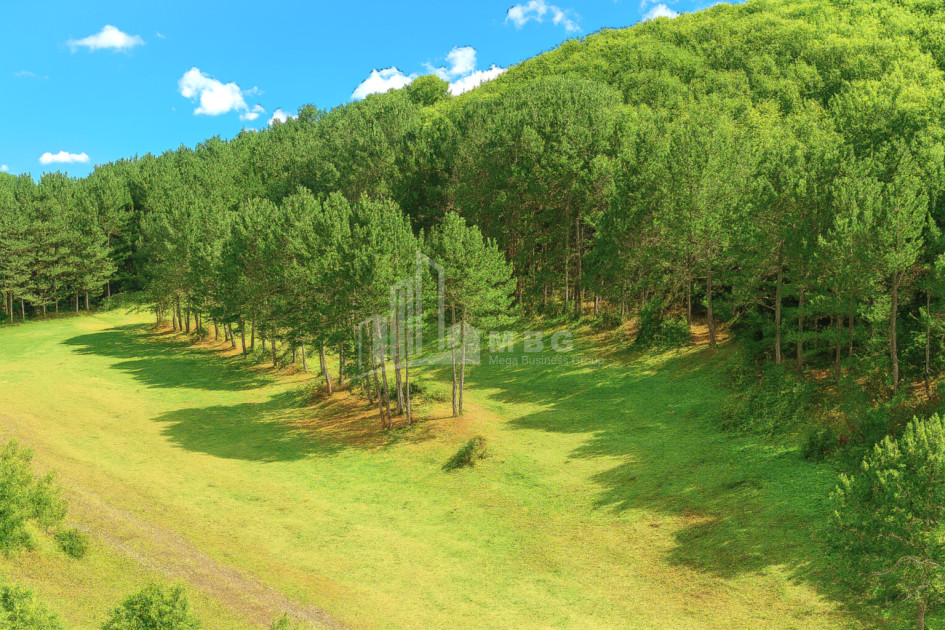 For Sale Land Daba Surami Khashuri Shida Kartli