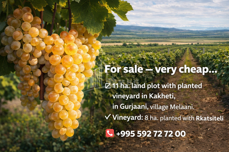 For Sale Vineyard - Chateau Land In Melani, Gurjaani