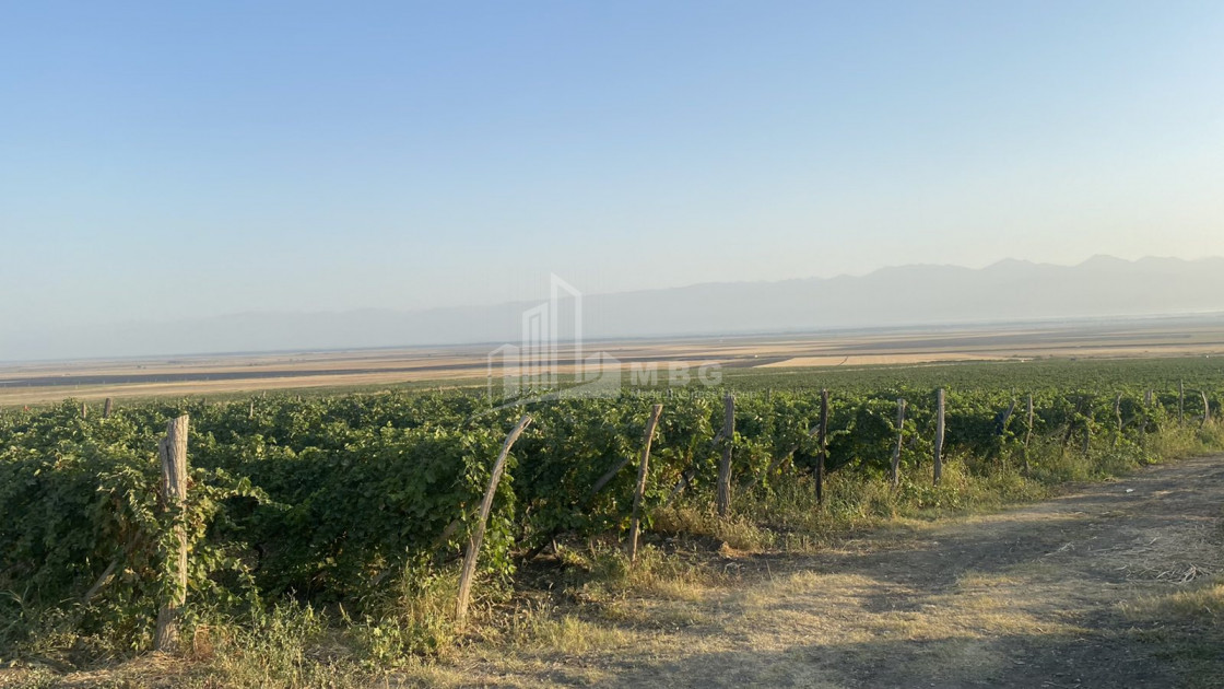 For Sale Land, Kvemo Machkhani, Signagi Municipality, Municipalities of Kakheti