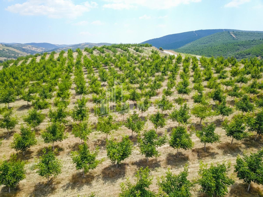 For Sale Land Does Kaspi Shida Kartli