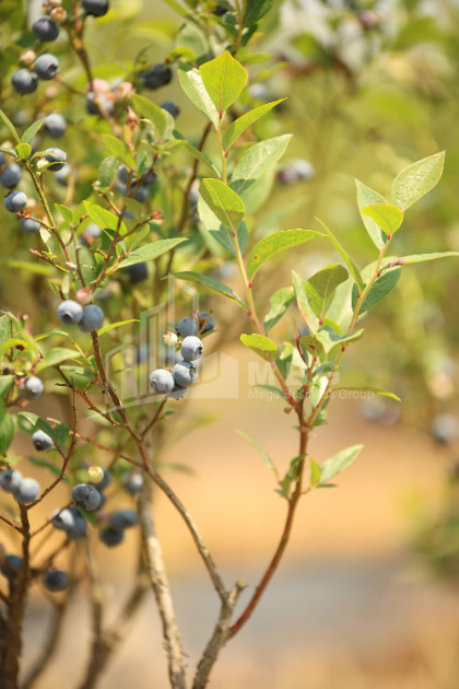 For Sale Orchards Land In Senaki