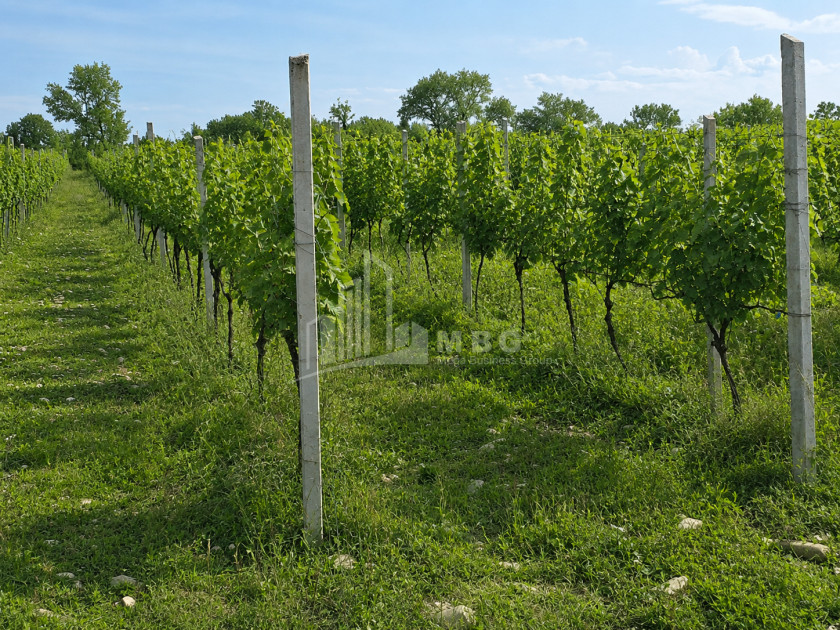 For Sale Orchards Land In Tsinandali, Telavi