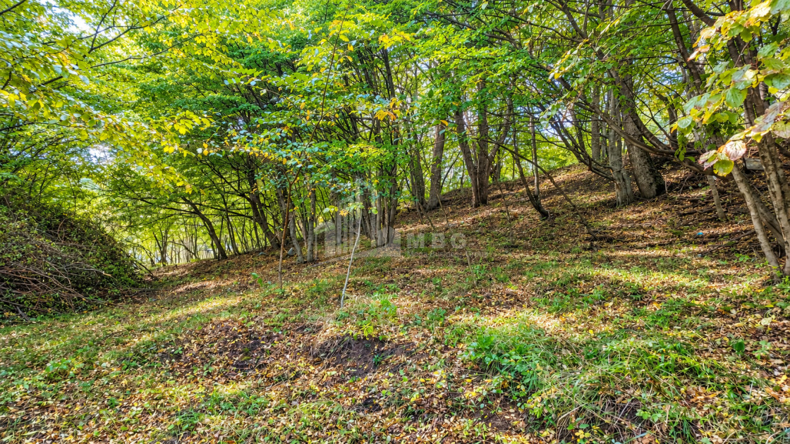 For Sale Country Land In Birtvisi Gorge, Tetritskaro