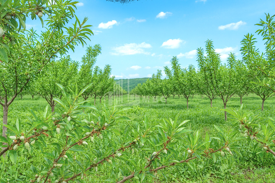 For Sale Land Bolnisi Kvemo Kartli
