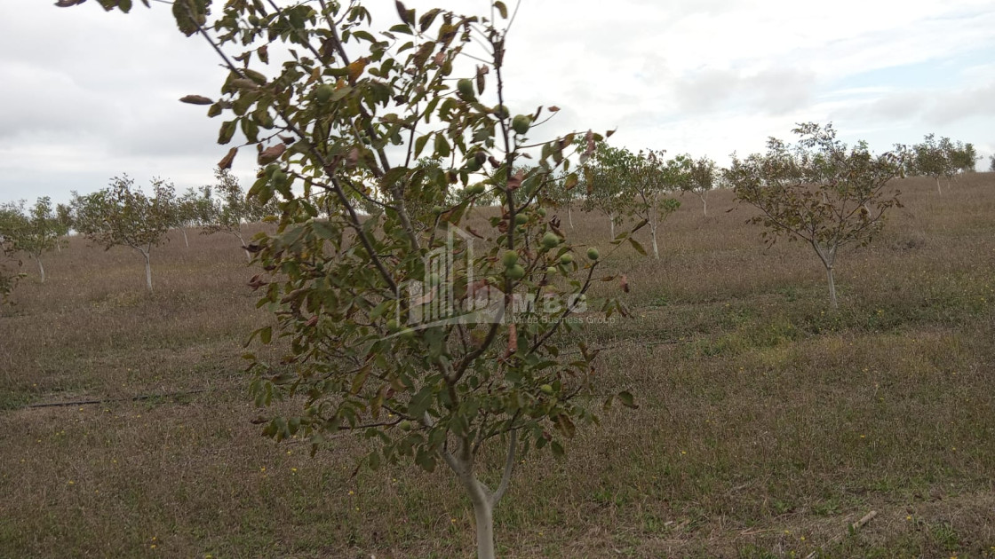 იყიდება მიწის ნაკვეთი ხაშური შიდა ქართლი