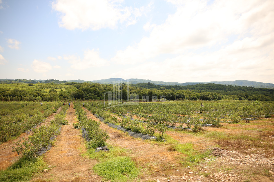 For Sale Orchards Land In Senaki