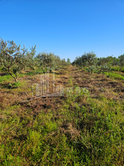 For Sale Land Khobi Samegrelo   Upper Svaneti