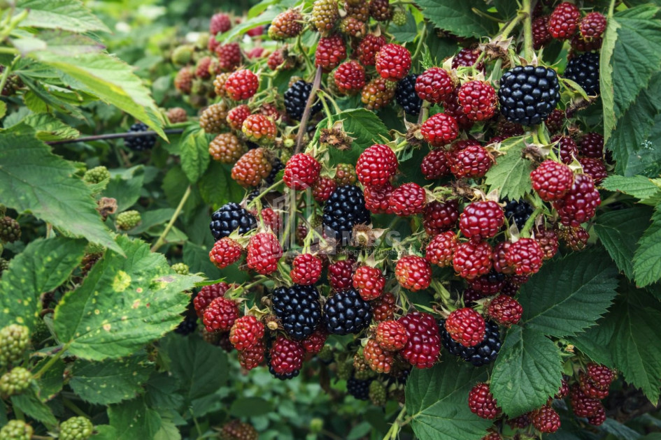 For Sale Land Kumisi Gardabani Kvemo Kartli