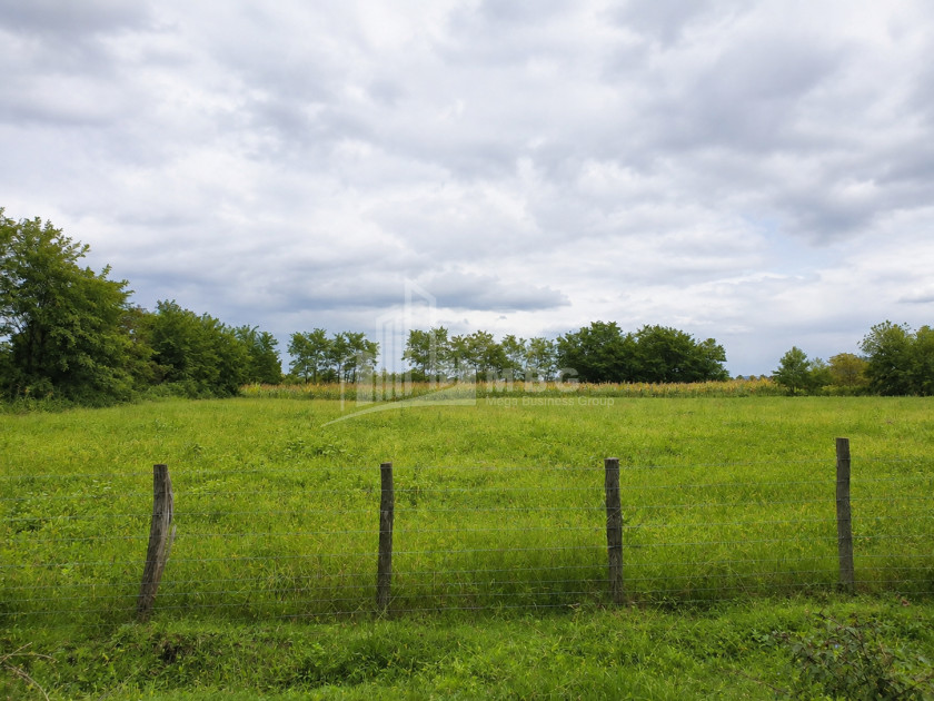 For Sale Orchards Land In Abasha
