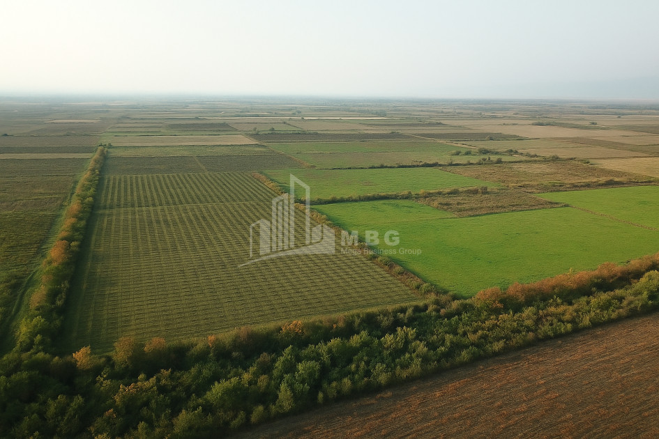იყიდება ხეხილის ბაღი მიწის ნაკვეთი, ბაკურციხე