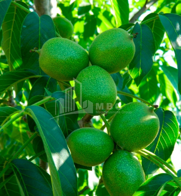 For Sale Orchards Land, in Signagi