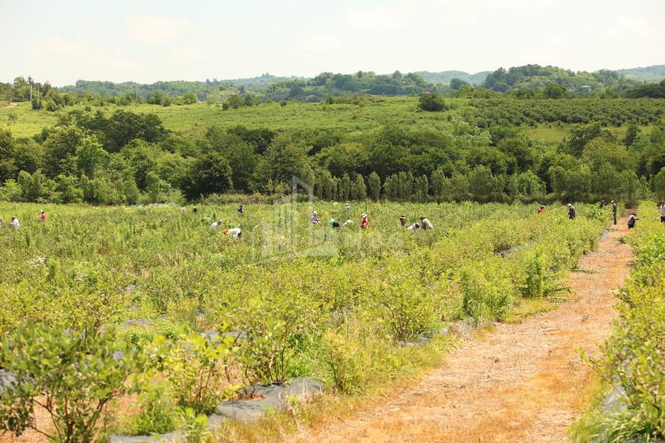 For Sale Orchards Land In Senaki