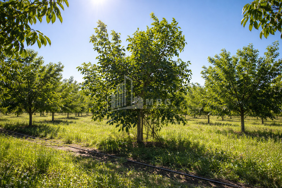 Продается Ореховый сад Земля В Мелани, Гурджаани