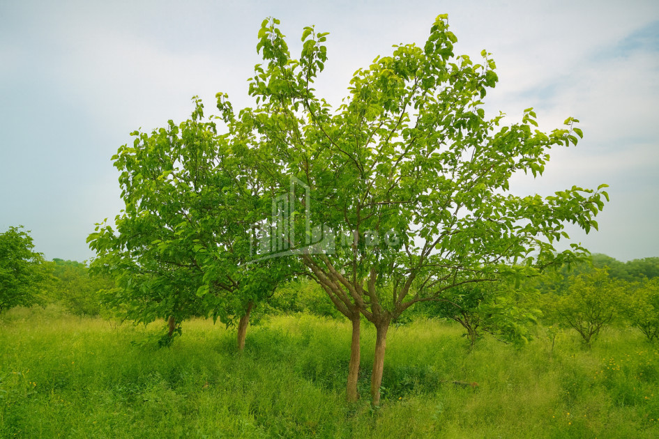 For Sale Land Kvemo Shukhuti Lanchkhuti Municipalities of Guria