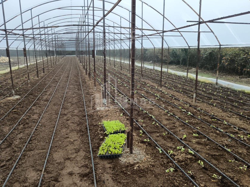 For Sale Land, Nosiri, Senaki, Samegrelo