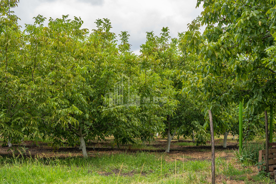 For Sale Land Kakheti