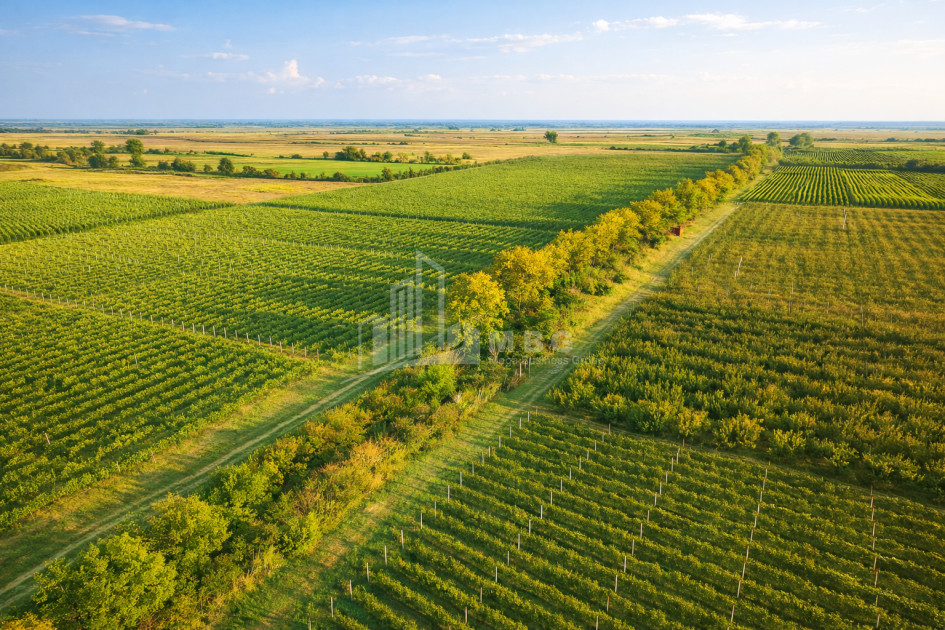 იყიდება ხეხილის ბაღი მიწის ნაკვეთი, ბაკურციხე