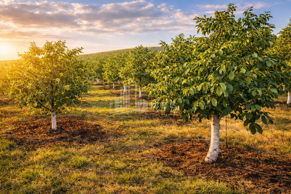 Продается Ореховый сад Земля В Мелани, Гурджаани