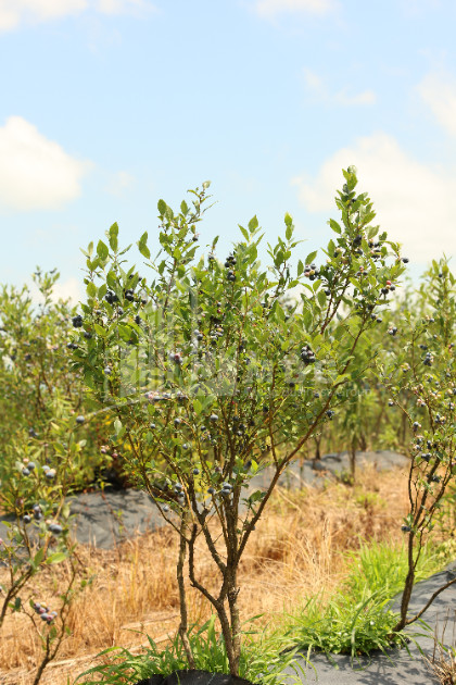 For Sale Orchards Land In Senaki