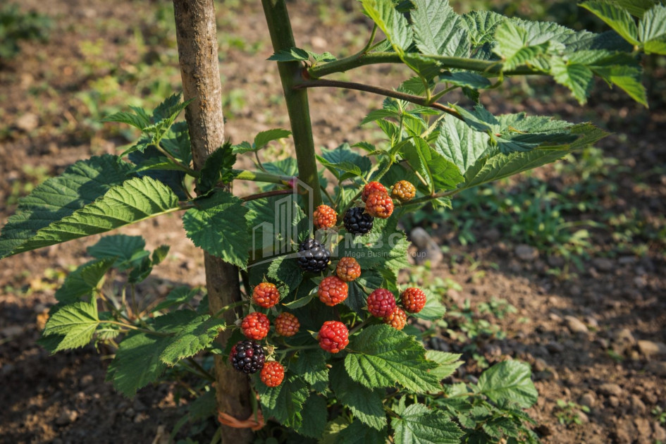 For Sale Land Kumisi Gardabani Kvemo Kartli