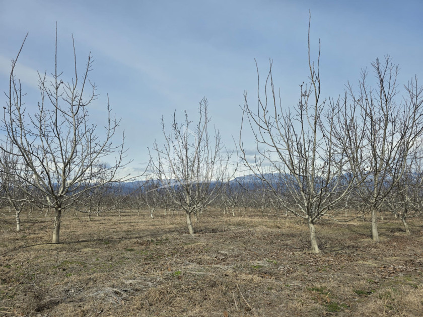 For Sale Orchards Land In Tsinandali, Telavi