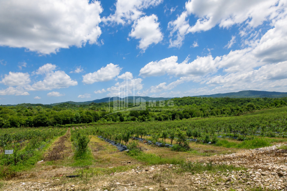For Sale Orchards Land In Senaki