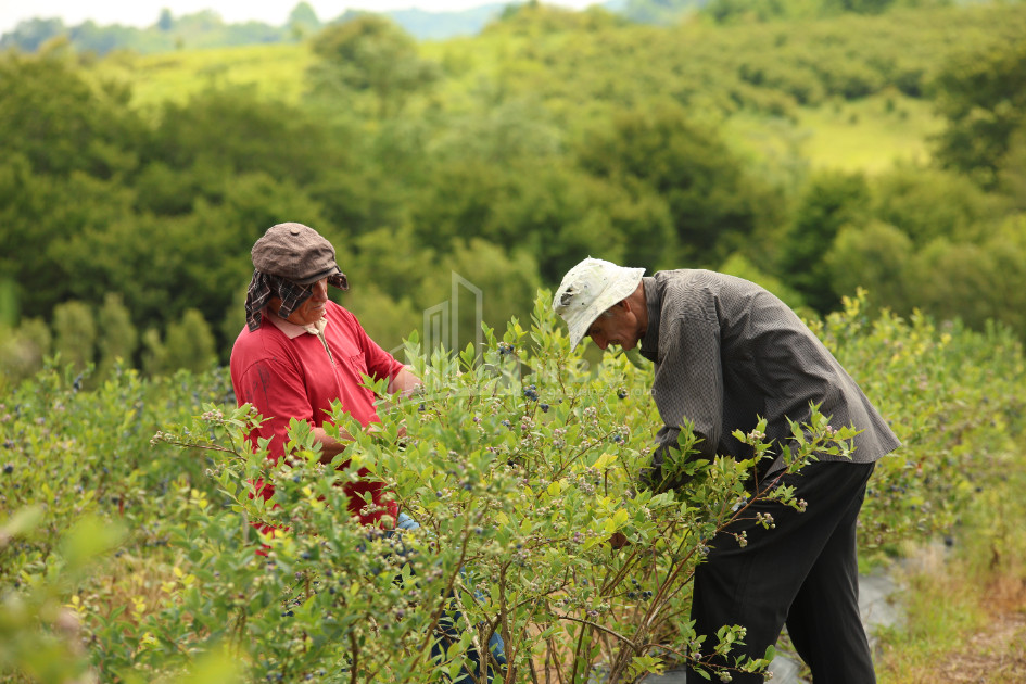 For Sale Orchards Land In Senaki