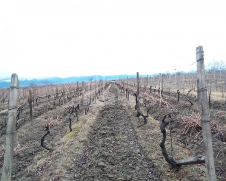 For Sale Land, Gurjaani Municipality, Municipalities of Kakheti