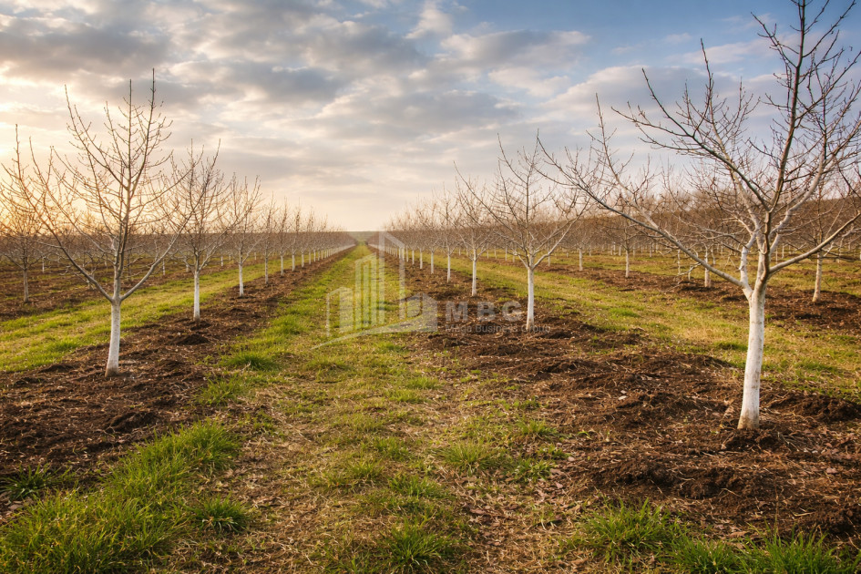 Продается Ореховый сад Земля В Мелани, Гурджаани