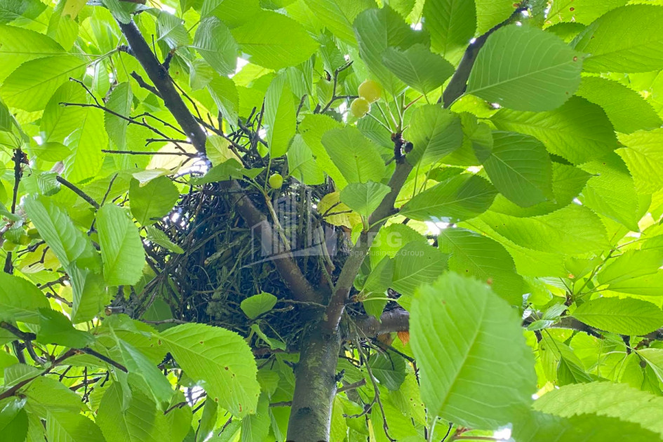 Business for sale Commercial Telavi Kakheti