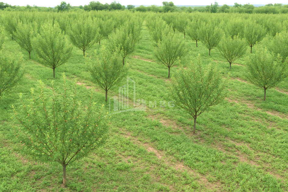 For Sale Land Bolnisi Kvemo Kartli