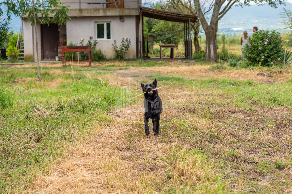 For Sale Land Kakheti