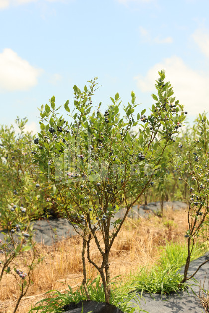 For Sale Orchards Land In Senaki