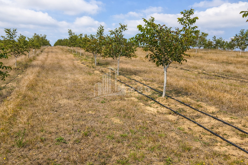 Продается Фруктовые сад Земля В Хашури