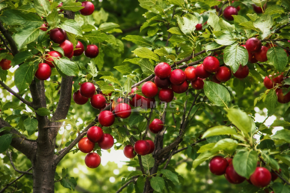 იყიდება ხეხილის ბაღი მიწის ნაკვეთი, ბაკურციხე